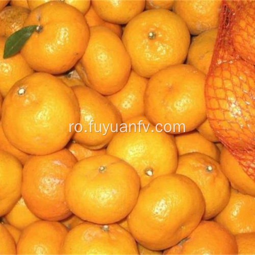 proaspăt mandarin mandarin portocaliu fabrica de export direct